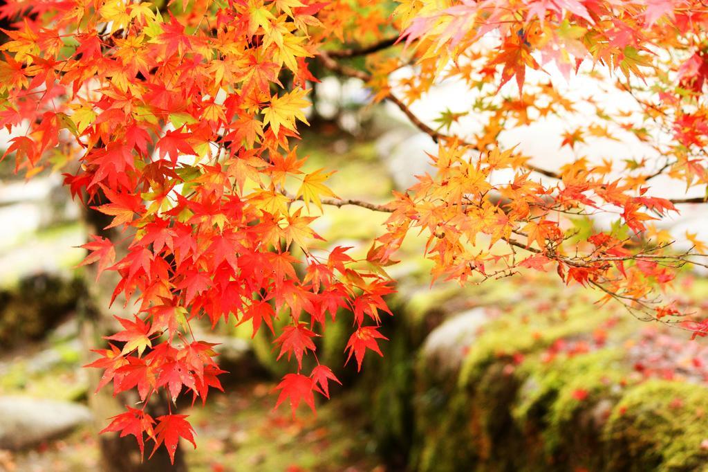 Ryokan Yutorelo-an Annex
